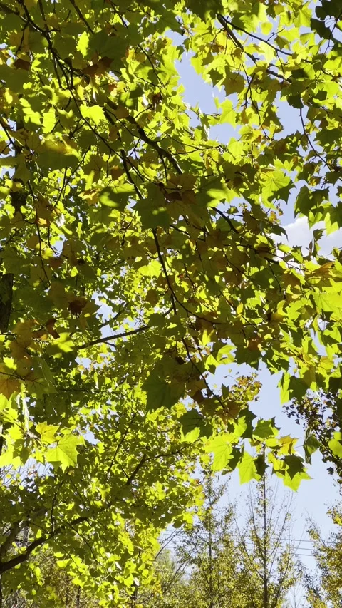 Yellow Leaves Under Blue Sky and White Clouds Stock Footage 320287435