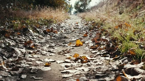 Yellow leaves on walking path in fall Stock Footage 255620814