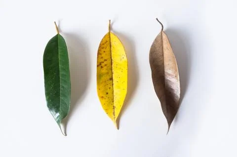 Yellow leaves on white background Stock Photos
