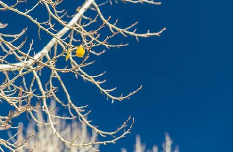 Yellow leaves on white tree with blue sky Stock Photos