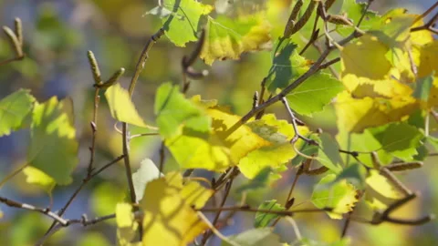 Yellow leaves in wind CU Stock Footage 221581023