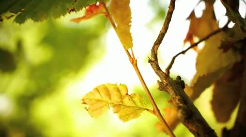 Yellow leaves in the wind Stock Footage 20441689