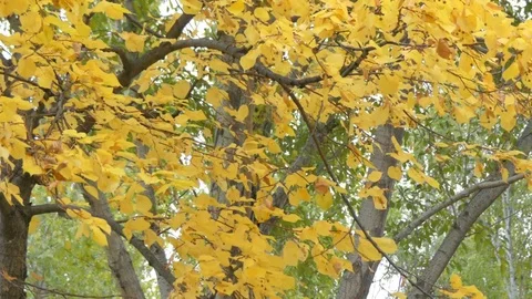 Yellow leaves in the wind Stock-Footage 81372666