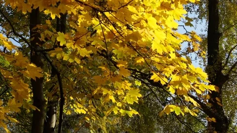 Yellow leaves in the wind Video stock 84798282