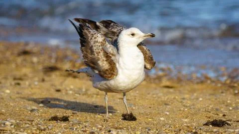Yellow-Legged Gull Breeding Deploying Wings Stock Photos