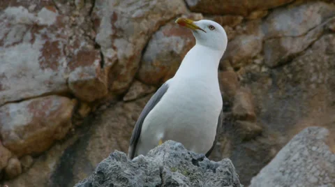 Yellow-legged Gull Stock Footage 35107128
