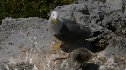 Yellow-legged Gull Stock Footage 35108280