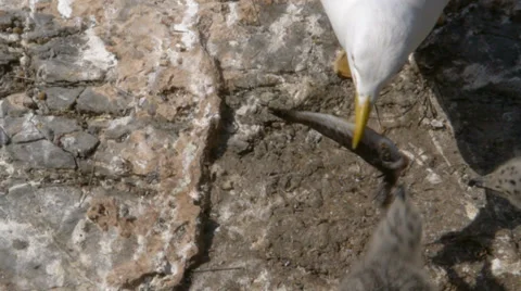 Yellow-legged Gull Stock Footage 35121384