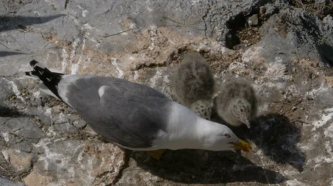 Yellow-legged Gull Stock Footage 35121414