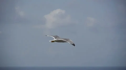 Yellow-legged Gull Stock Footage 35130915