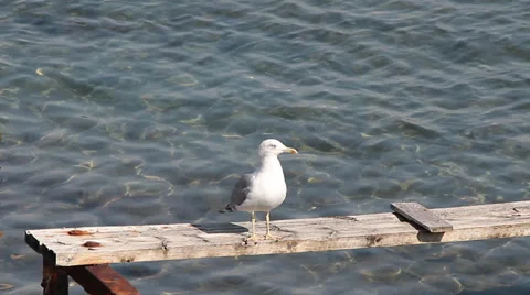 Yellow-legged Gull, Larus michahellis Video stock 30710850
