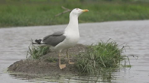 Yellow-legged gull, Larus michahellis Stock Footage 98318606
