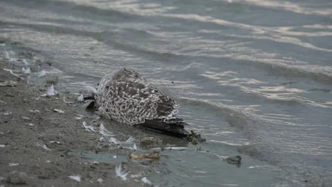 Yellow-legged Gull Larus michahellis, is a large gull of Europe, Stock-Footage 221273203