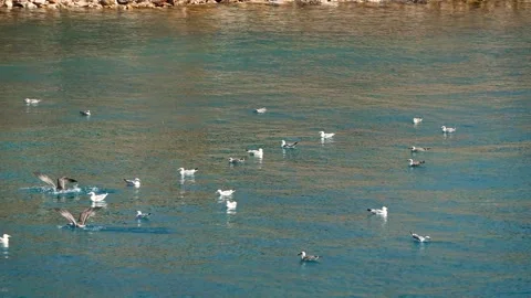 Yellow-legged gull (Larus michahellis) Stock Footage 229874490