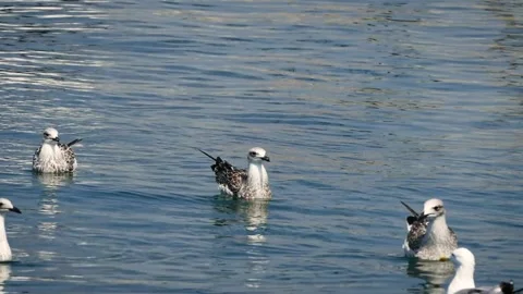 Yellow-legged gull (Larus michahellis) Stock Footage 229875111