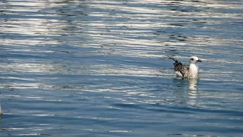 Yellow-legged gull (Larus michahellis) Stock Footage 229875119