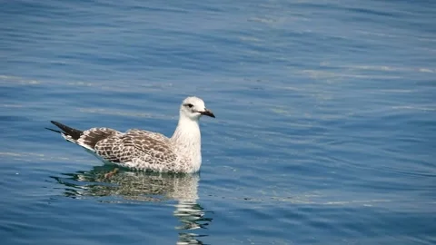 Yellow-legged gull (Larus michahellis) Stock Footage 229875182