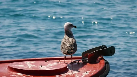 Yellow-legged gull (Larus michahellis) Stock Footage 229875289