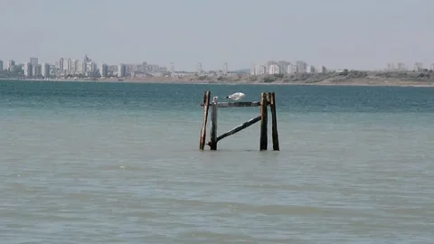 A yellow-legged gull (Larus michahellis) sitting on wooden pillars in the water Stock Footage 248031551