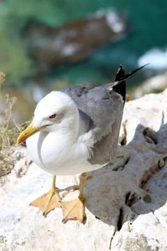 Yellow-legged Gull (Larus michahellis), in Natural Park of Pe Stock Photos