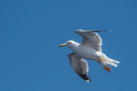 Yellow-legged gull (larus michahellis) in flight on blue sky Stock Photos