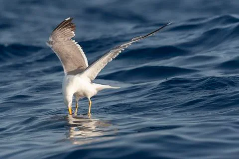 Yellow-legged Gull, Larus michahellis michahellis Stock Photos