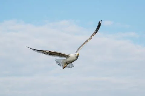 Yellow-legged gull (larus michahellis) in flight on blue sky Stock Photos