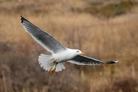 Yellow-legged gull (larus michahellis) in flight on blue sky Stock Photos