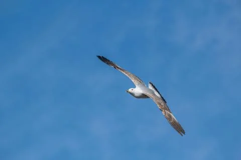 Yellow-legged gull (larus michahellis) in flight on blue sky Stock Photos