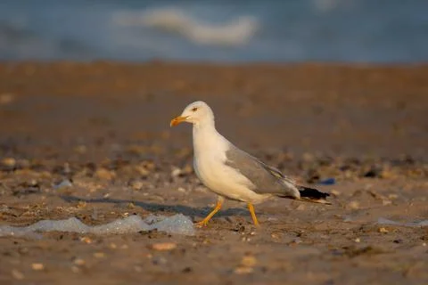Yellow-legged gull (Larus michahellis) on the beach Stock Photos