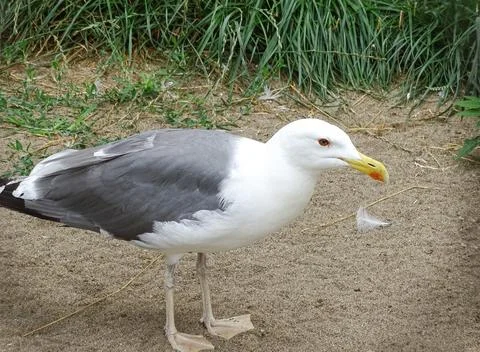 Yellow-legged Gull. Larus michahellis Fotos Stock