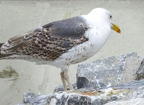 Yellow-legged Gull. Larus michahellis Fotos de archivo