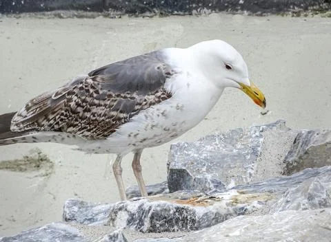 Yellow-legged Gull. Larus michahellis Stockfoto's