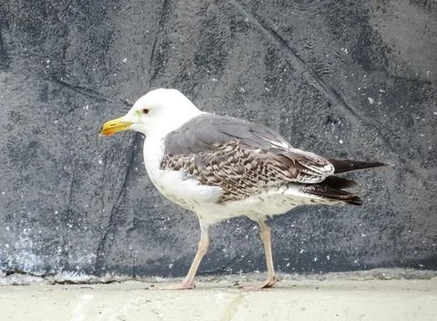 Yellow-legged Gull. Larus michahellis Фото