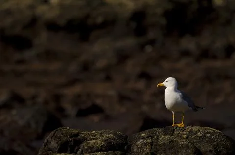 Yellow-legged gull Larus michahellis atlantis. Stock Photos