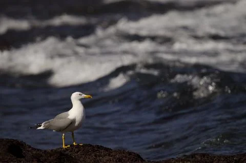 Yellow-legged gull Larus michahellis atlantis. Stock Photos