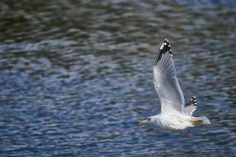 Yellow-legged Gull, Larus michahellis Stock Photos