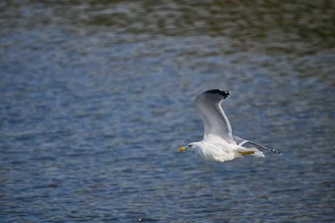Yellow-legged Gull, Larus michahellis Foto stock