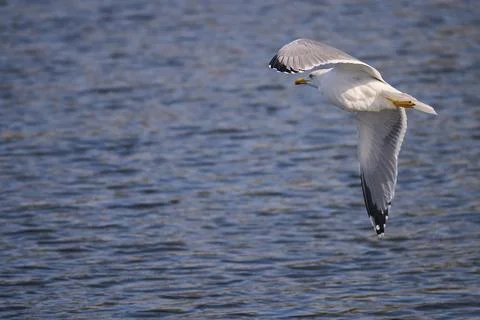 Yellow-legged Gull, Larus michahellis Stock-Fotos