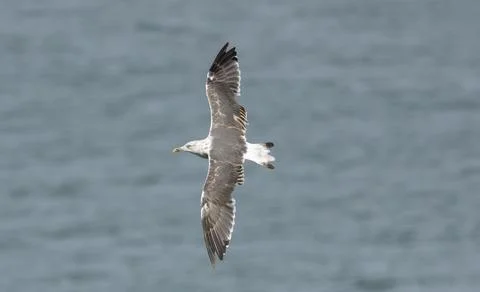 A yellow-legged gull Larus michahellis in flight from above, out of focus sea Stock Photos