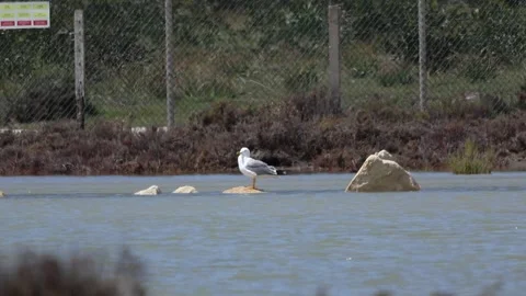 Yellow-legged Gull Perched on a Rock at Akrotiri Salt Lake, Cyprus Stock Footage 333479360