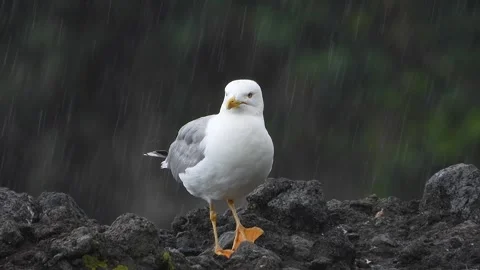 Yellow legged gull perches on wet rock - Coastal Portrait and Larus Michahellis Stock Footage 339734689
