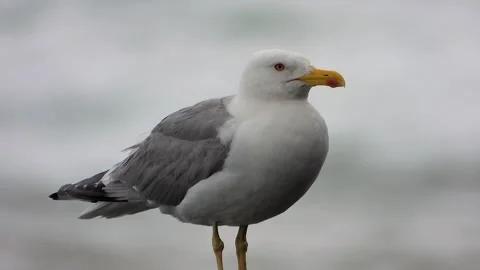 Yellow legged gull perches on wet rock - Mediterranean Bird and Feather Pattern Stock Footage 339736026