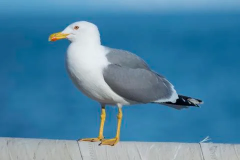 Yellow-Legged Gull Stock Photos