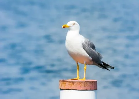 Yellow-legged gull Stock Photos