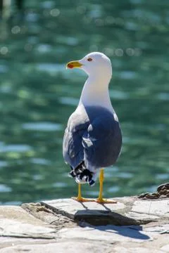 Yellow legged Gull Stock Photos