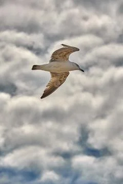 Yellow-legged Gull Soaring Through Dramatic Overcast Sky in Peñiscola, Spain Stock Photos