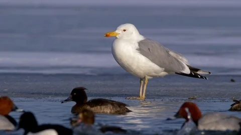 Yellow-legged gull standing at the edge of ice Stock Footage 87025645