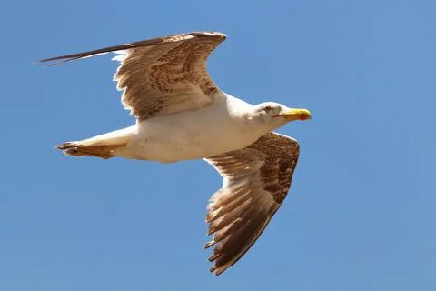 The yellow-legged seagull flying in the blue sky on a sunny day Stock Photos