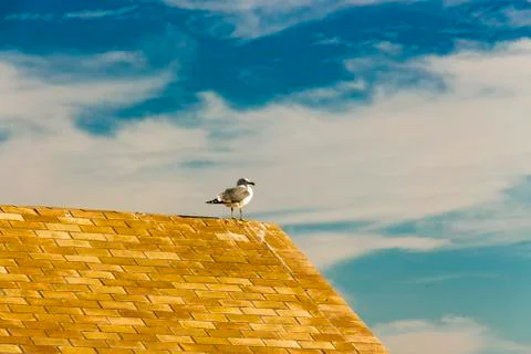 Yellow-legged seagull (Larus Michahellis) perching on a hut at Paseo Fernando Stock Photos